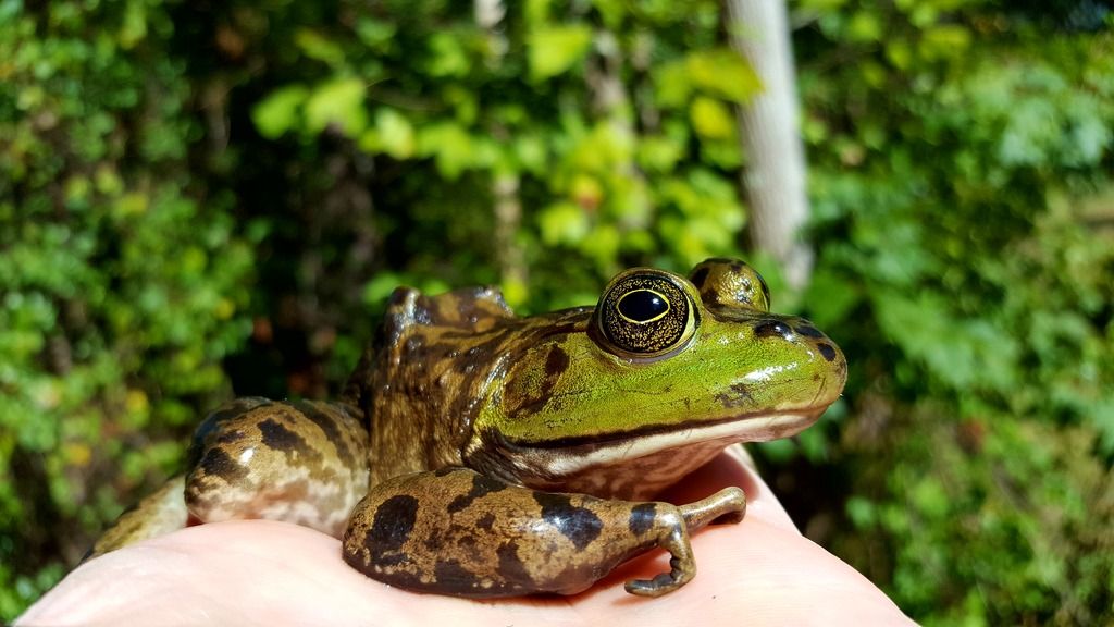 Frog ID found Atlanta GA r/frogs